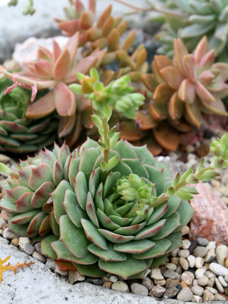 011914-sempervivums5